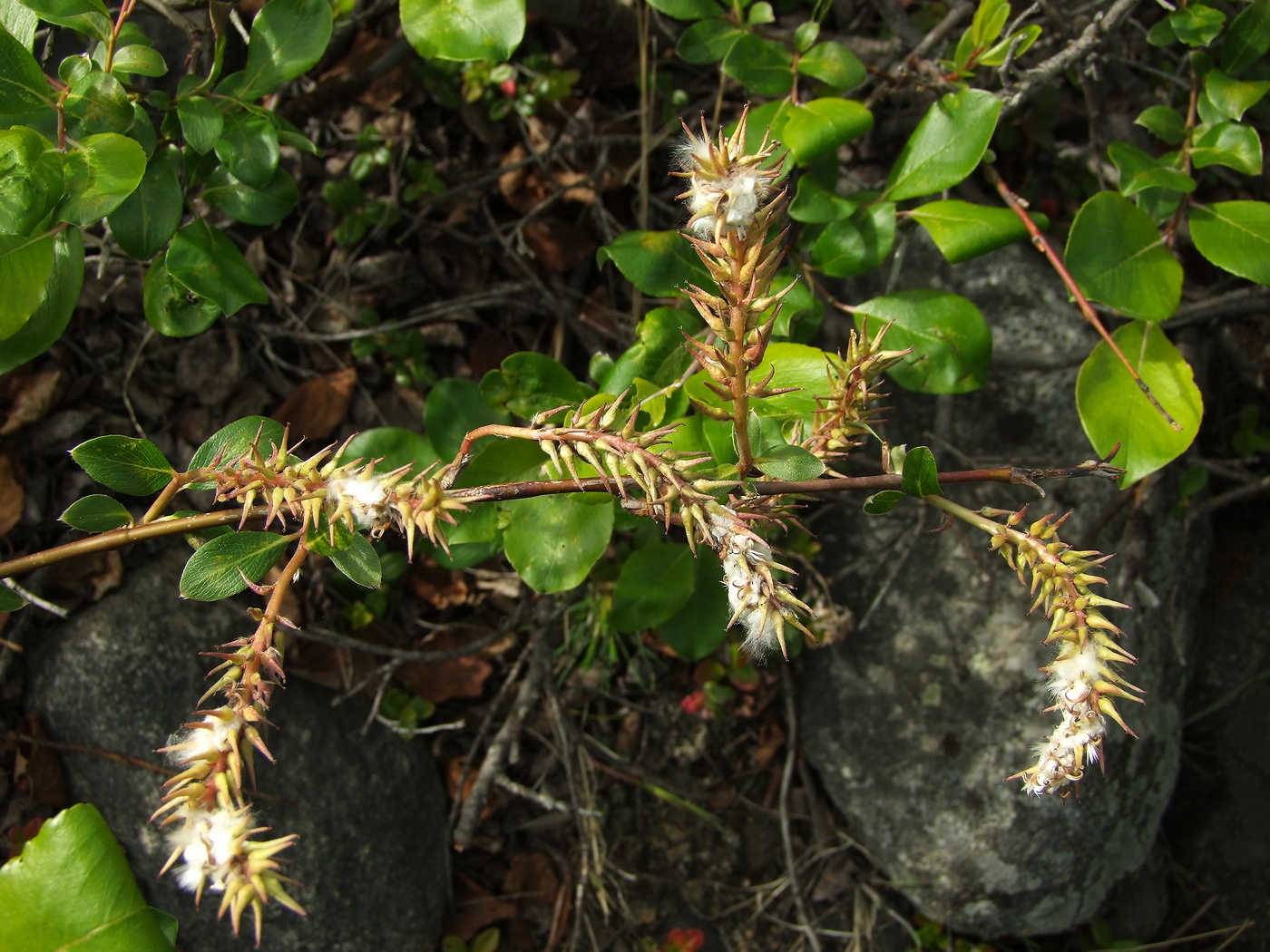 Image of Salix arctica specimen.