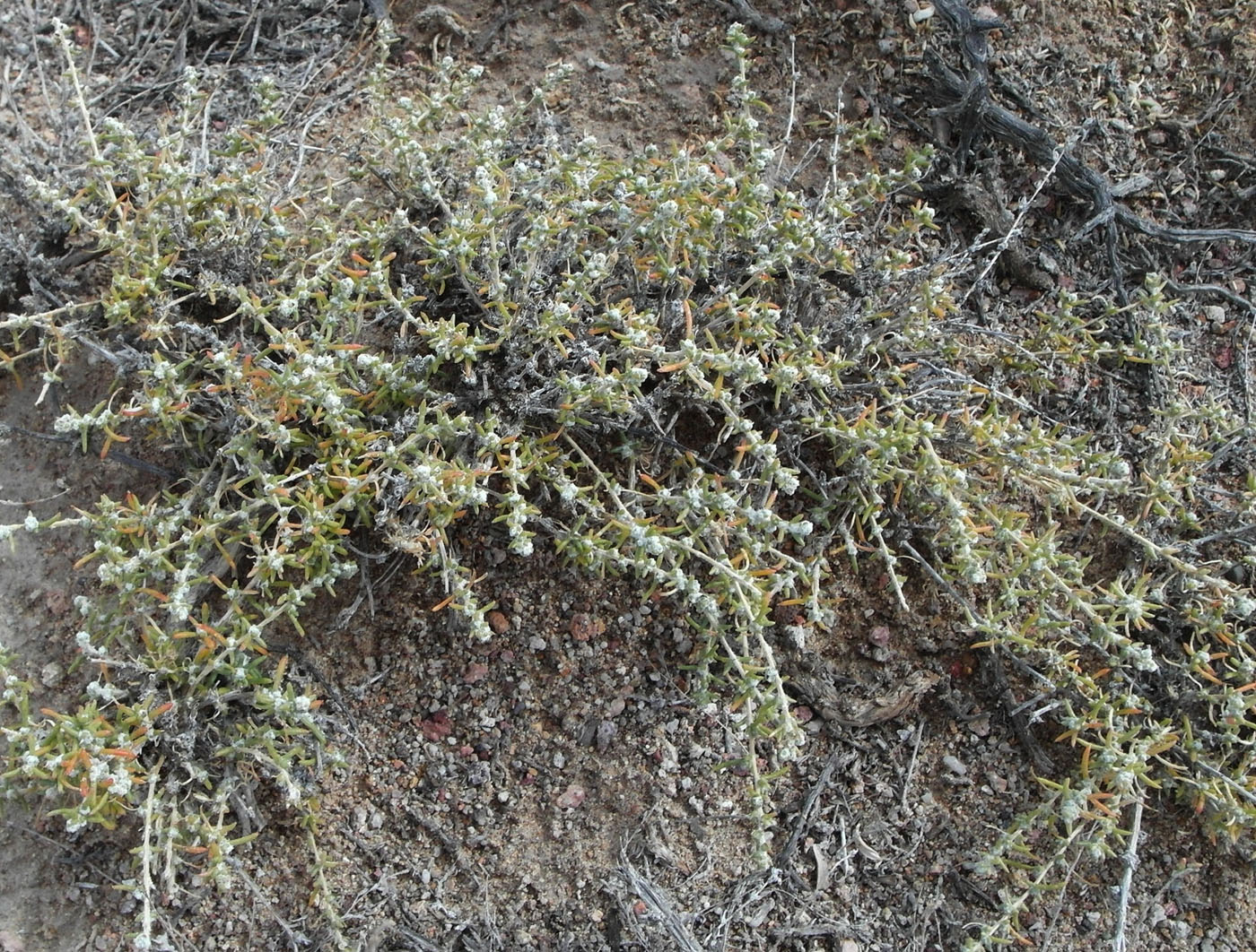 Изображение особи семейство Chenopodiaceae.