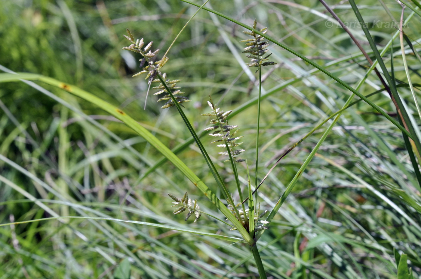 Изображение особи род Cyperus.