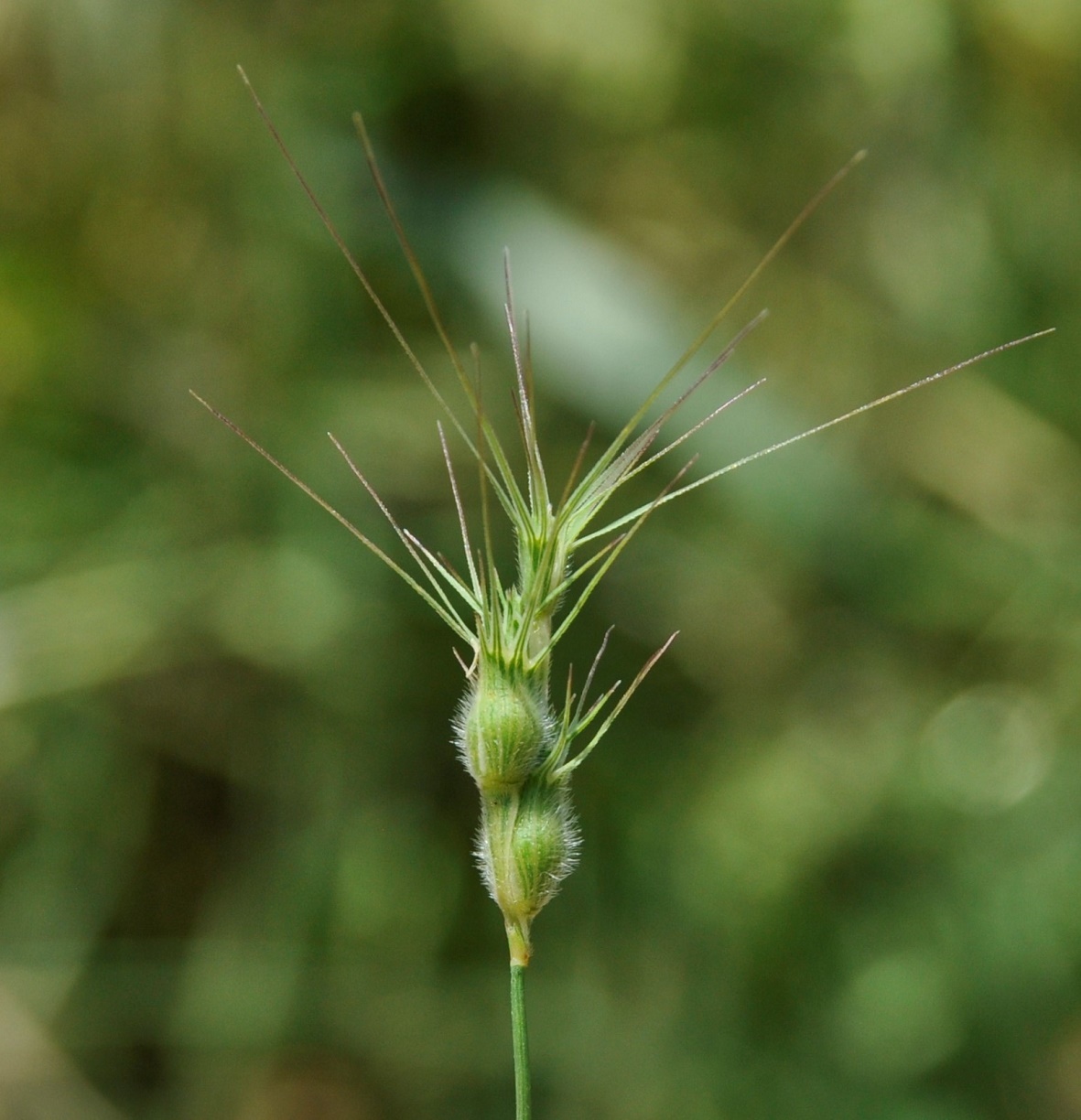 Изображение особи Aegilops geniculata.