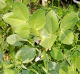 Vicia narbonensis