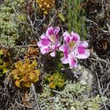 Alstroemeria caryophyllaea