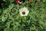 Hibiscus trionum