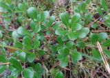 Arctostaphylos uva-ursi