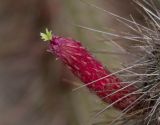 Cleistocactus baumannii