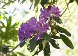 Rhododendron ponticum. Часть веточки с соцветиями. Абхазия, г. Сухум, Сухумский ботанический сад, в культуре. 14.05.2021.