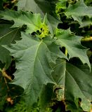 Datura stramonium