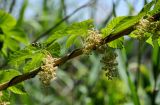 Humulus lupulus