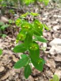 Euphorbia squamosa. Верхушка цветущего растения. Краснодарский край, городской округ Сочи, Адлерский р-н, окр. с. Казачий Брод, у дороги к Ахштырской пещере, широколиственный лес. 17.04.2023.