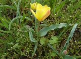 Tulipa lemmersii