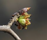 Ulmus japonica. Часть побега с соцветием. Приморский край, Шкотовский р-н, окр. дер. Лукьяновка, долина р. Суходол. 19.04.2024.