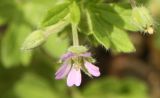 Geranium pusillum. Цветки. Белгородская обл., окр. пос. Борисовки, усадьба заповедника \"Белогорье\". 30.06.2011.