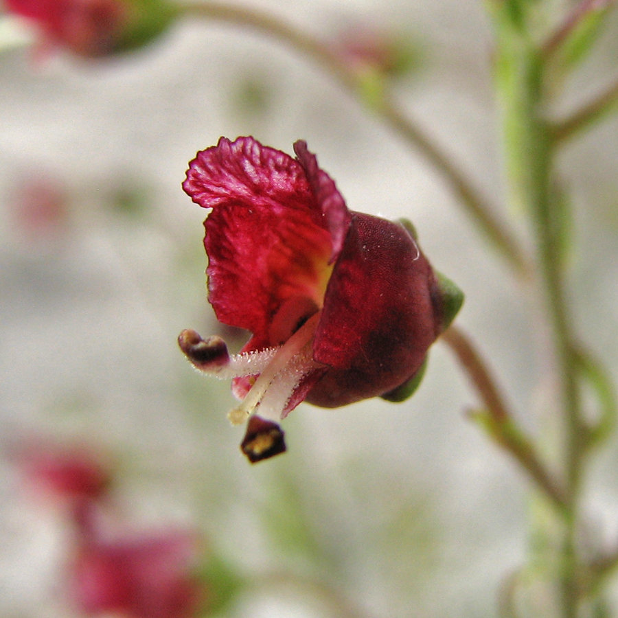 Изображение особи Scrophularia cretacea.