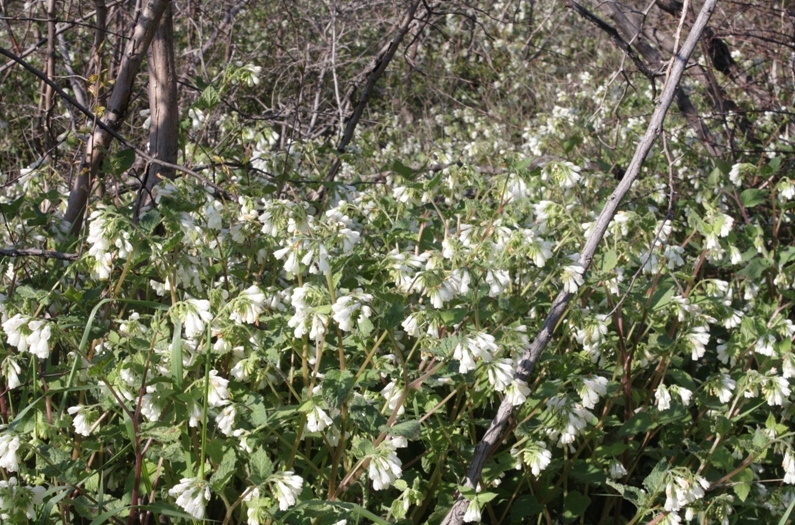 Изображение особи Symphytum tauricum.