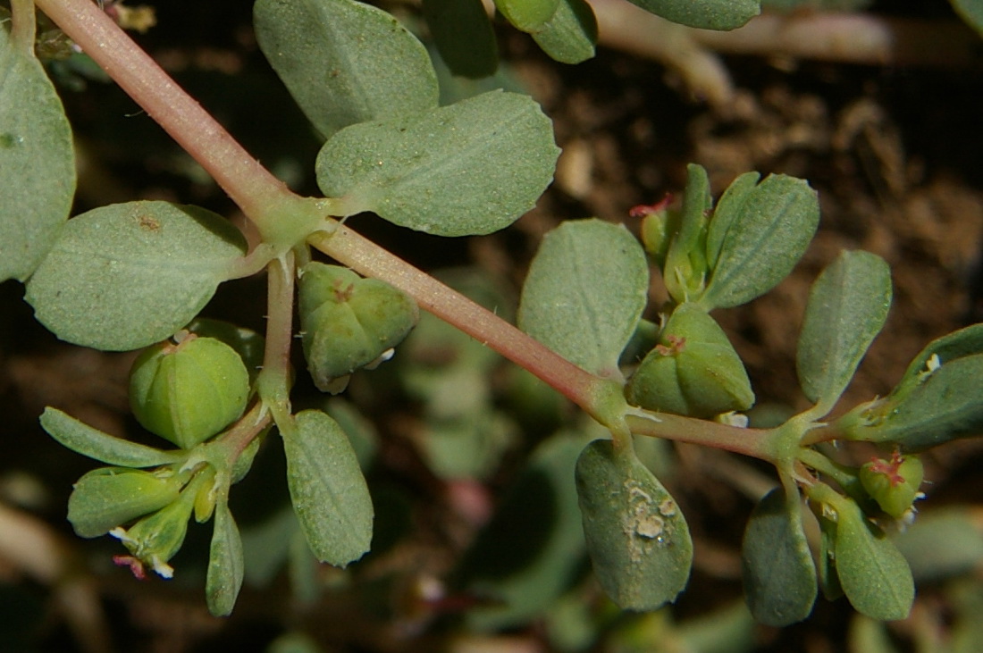 Изображение особи Euphorbia chamaesyce.