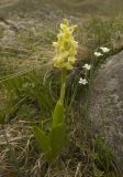 Orchis pallens