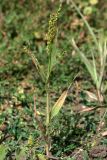 Panicum подвид ruderale