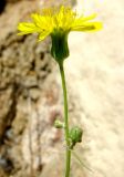 семейство Asteraceae. Верхушка побега с распустившимся и нераспустившимися (внизу) соцветиями. Испания, Каталония, Жирона, Тосса-де-Мар, крепость Вила-Велья. 24.06.2012.