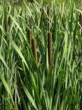 Typha latifolia. Верхушки плодоносящих растений. Саратовская обл., Саратовский р-н, в канаве у железной дороги. 23 июня 2012 г.