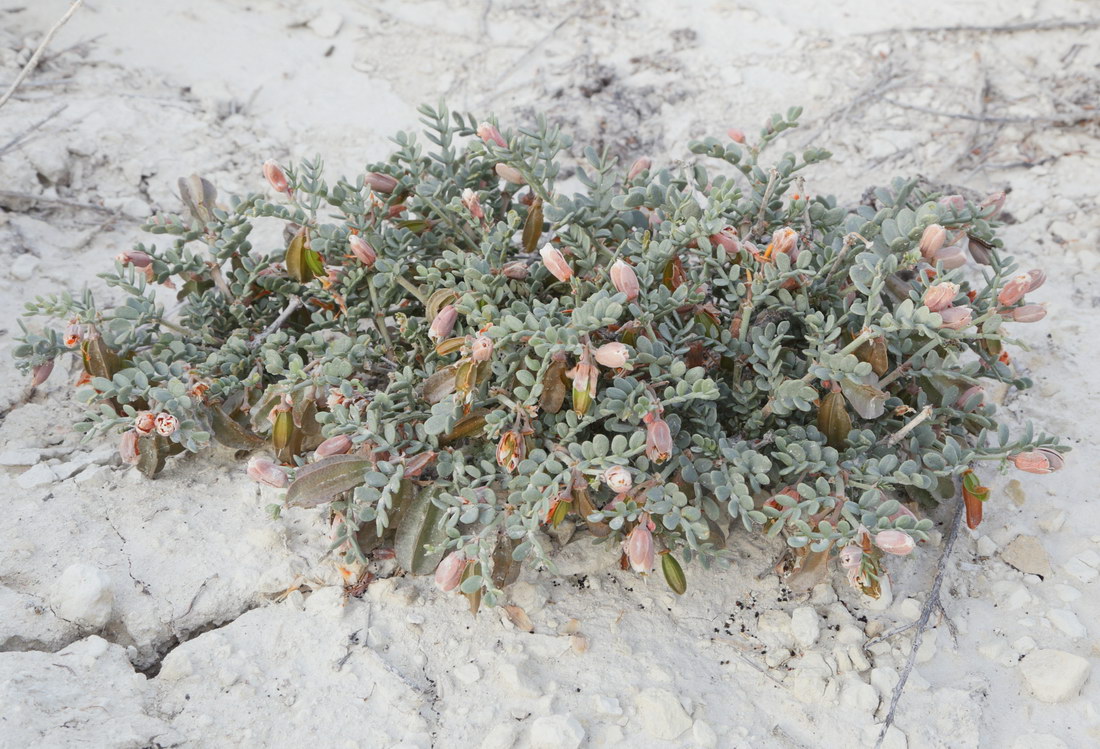 Изображение особи Zygophyllum pinnatum.