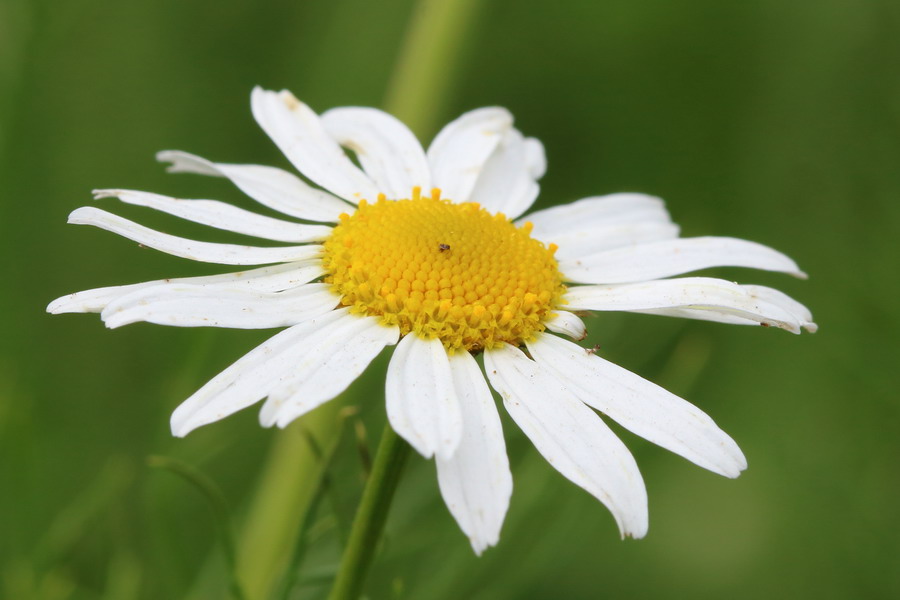 Изображение особи Tripleurospermum inodorum.