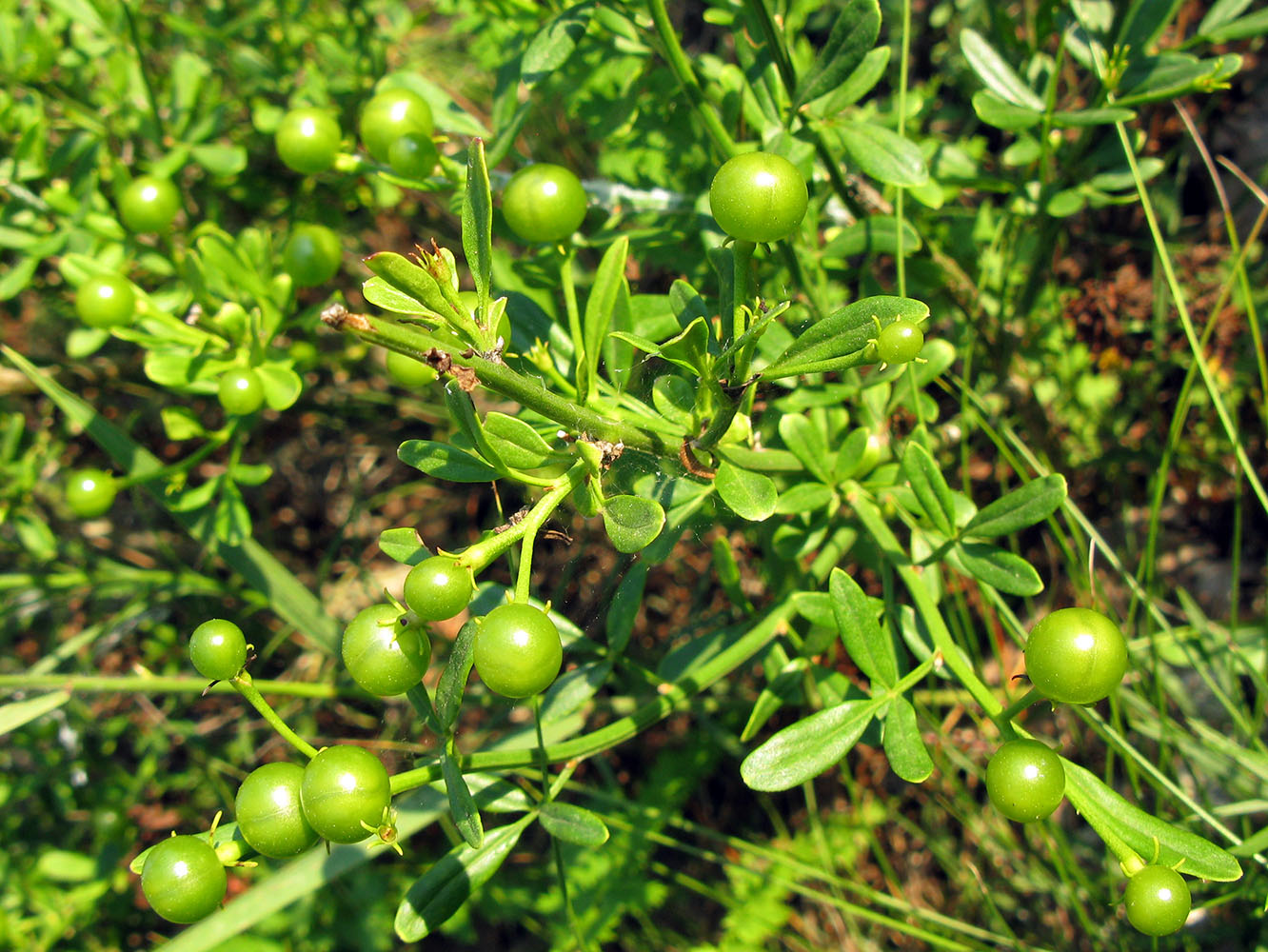 Изображение особи Jasminum fruticans.