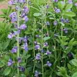 Baptisia australis