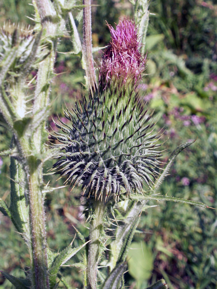 Изображение особи Cirsium vulgare.