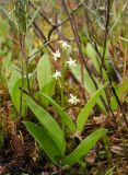 Smilacina trifolia