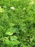 Valeriana alliariifolia