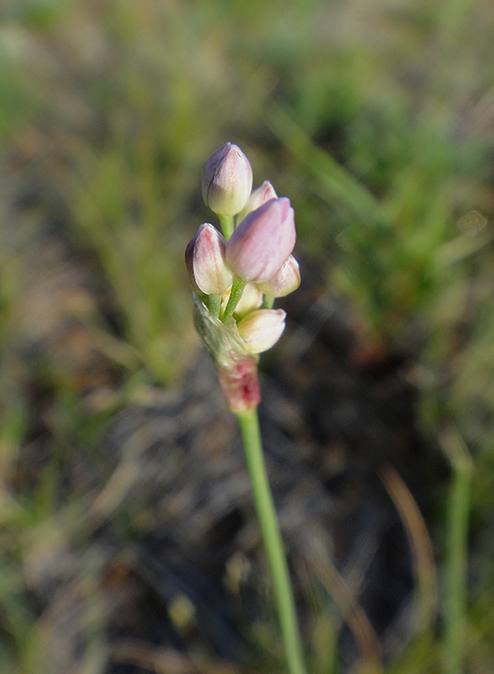 Изображение особи Allium tenuissimum.