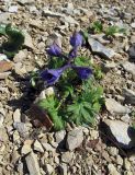 Delphinium brachycentrum ssp. beringii