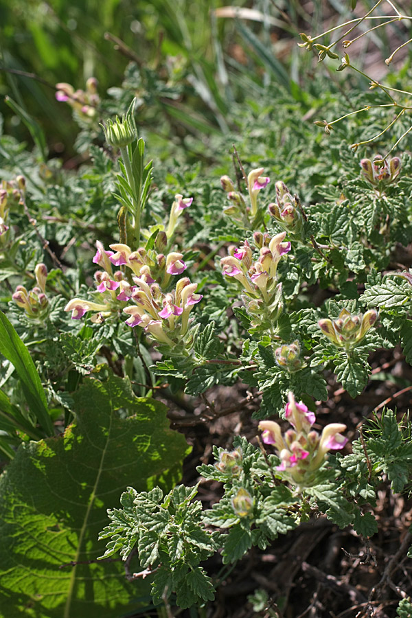 Изображение особи Scutellaria adsurgens.