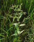 Epilobium adenocaulon