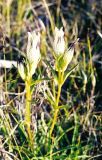 Gentiana algida