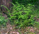 Dryopteris carthusiana. Молодое растение. Московская обл., Раменский р-н, окр. ж.-д. платформы Хрипань, смешанный лес у ЛЭП. 18.05.2016.