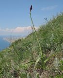 Anacamptis pyramidalis