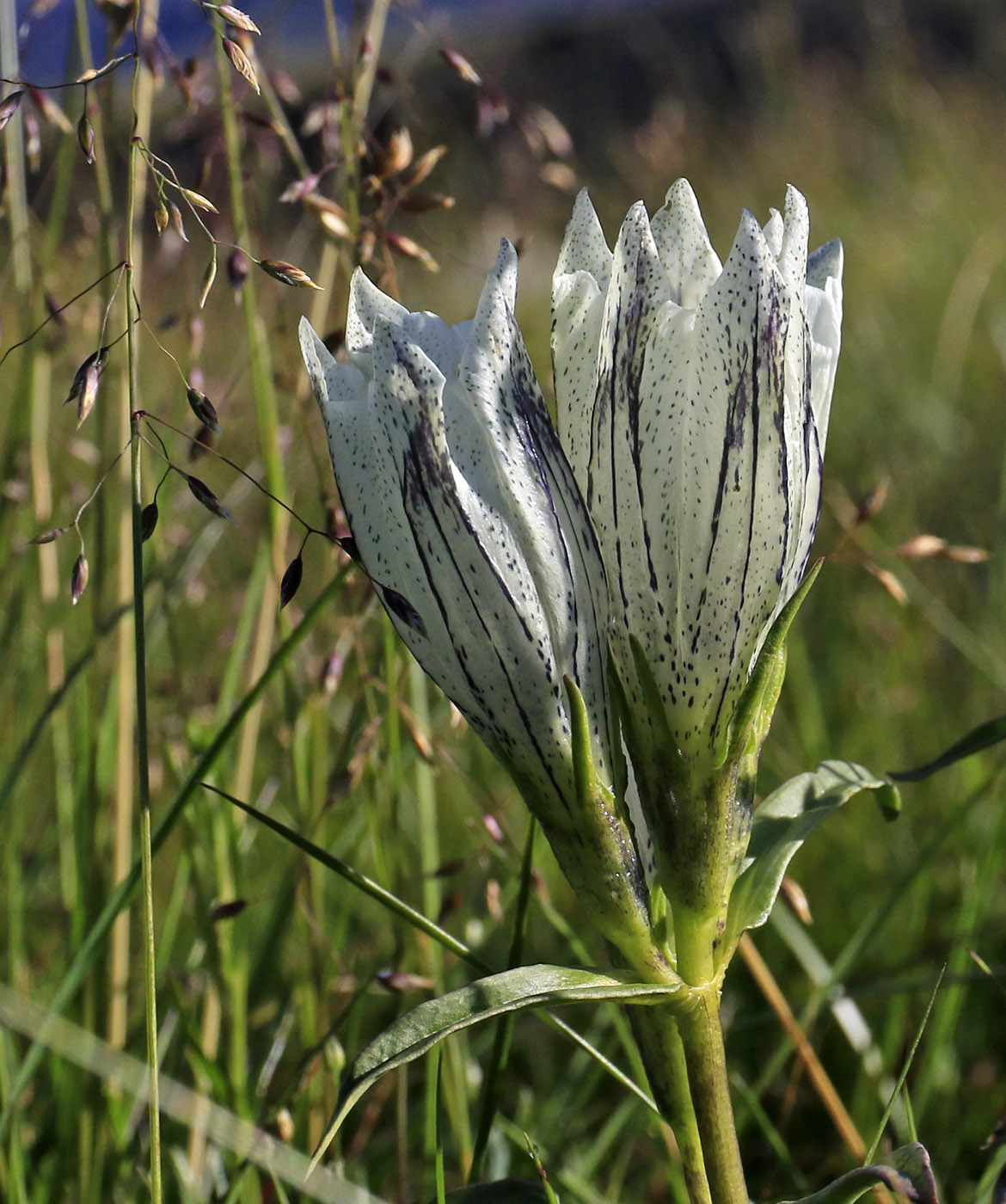 Изображение особи Gentiana algida.