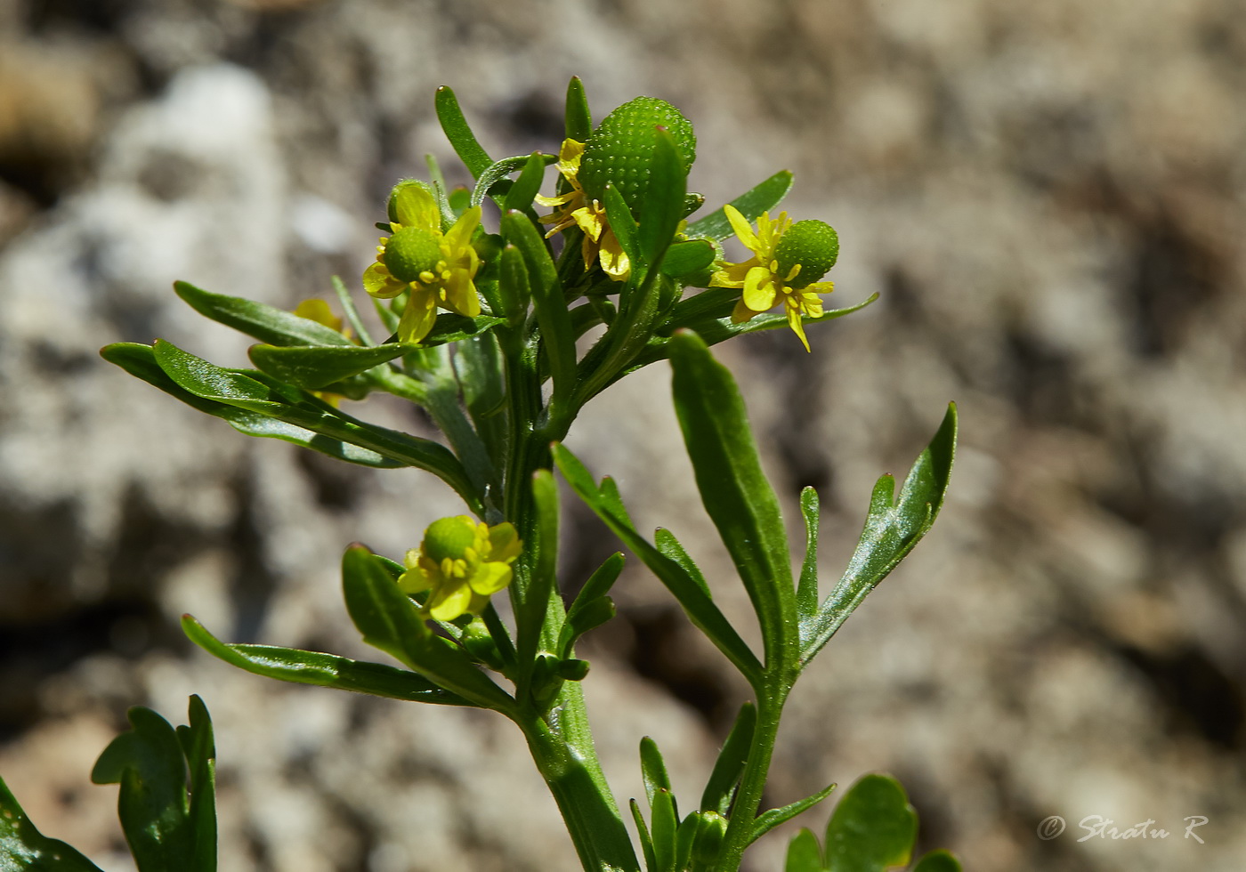 Изображение особи Ranunculus sceleratus.