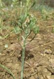 Ornithogalum navaschinii