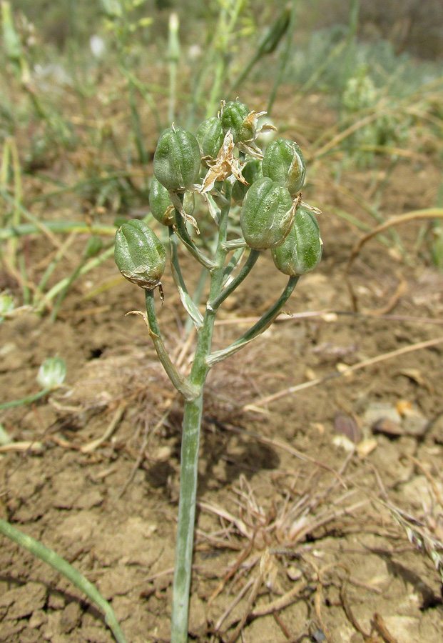 Изображение особи Ornithogalum navaschinii.