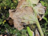 Senecio taraxacifolius. Часть листа (вид снизу), поражённого мучнисторосяным грибом. Кабардино-Балкария, Эльбрусский р-н, долина р. Юсеньги, ок. 2500 м н.у.м., субальпийский луг. 25.08.2017.