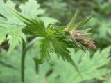 Geranium sylvaticum. Верхушка побега с развивающимся соцветием. Свердловская обл., окр. г. Североуральск, сосново-еловый лес. 25.06.2017.