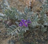 Oxytropis tragacanthoides. Цветущее растение. Монголия, аймак Баян-Улгий, сомон Цэнгэл, Монгольский Алтай, долина р. Цаган-Гол. 29.07.2008.