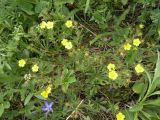 Potentilla heptaphylla