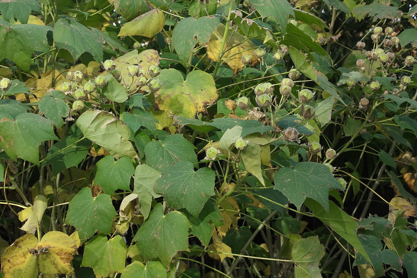 Изображение особи семейство Malvaceae.