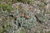 Helichrysum graveolens