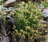 Saxifraga moschata