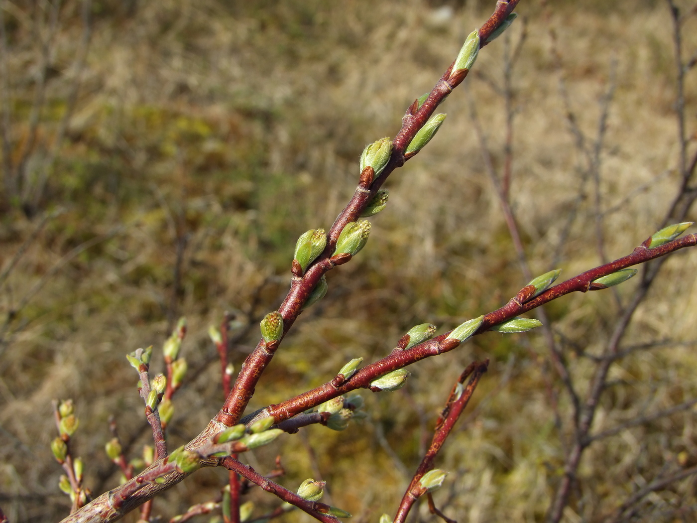 Изображение особи Salix bebbiana.