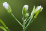 Arabis pendula. Верхушка соцветия с бутонами. Кировская обл., г. Кирово-Чепецк, лесопарк, у тропинки. 26.07.2018.